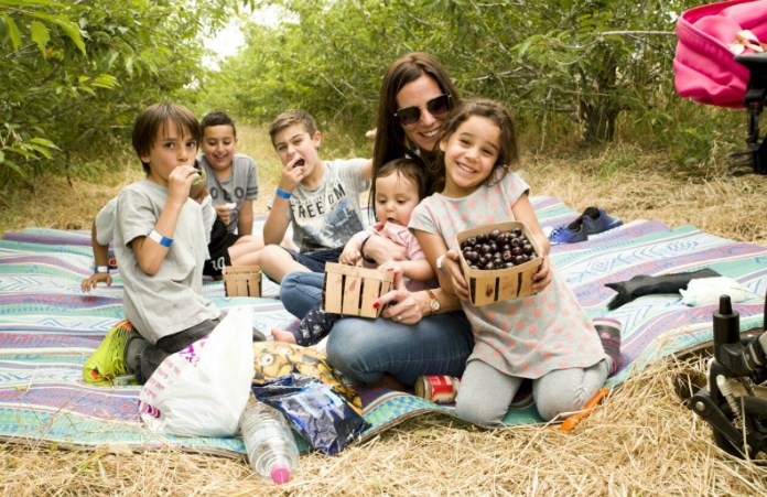 קטיף דובדבנים אורגניים ברמת רחל צילום אסף שכטר