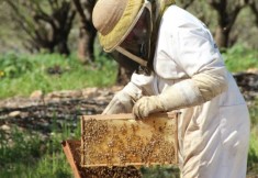 honey