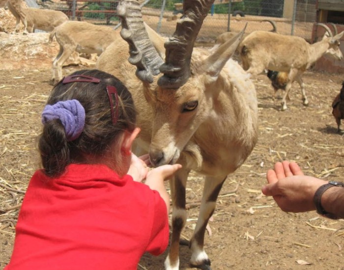 האכלת חיות בלגעת בטבע