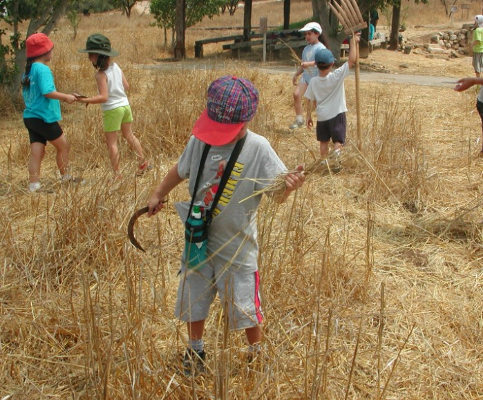 קוצרים בנאות קדומים. צילום: נאות קדומים