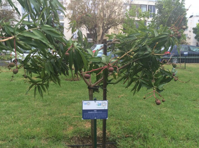 הבוסתן – עצי פרי לקטיפה עצמית ננטעו בתל אביב-יפו.