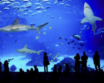 בריכת הכרישים באילת. צילום: המצפה התת ימי