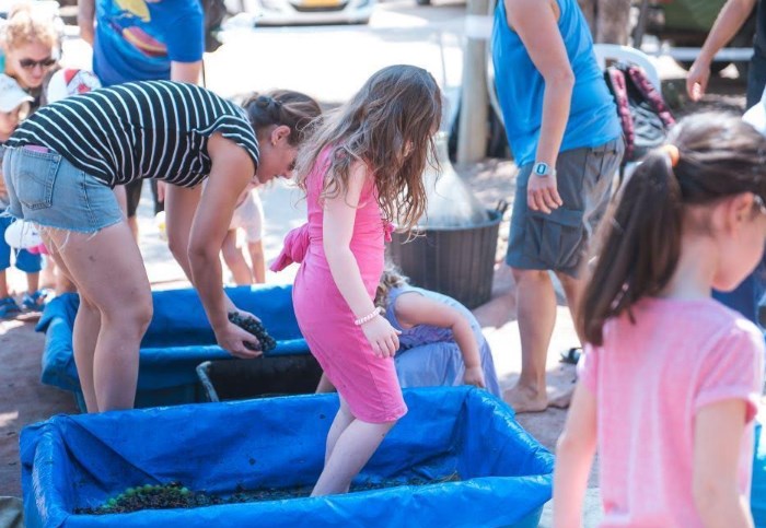 סדנת דריכת ענבים הפנינג משפחות בפסטיבל חויה בכרם ה3 צילום רונן חורש