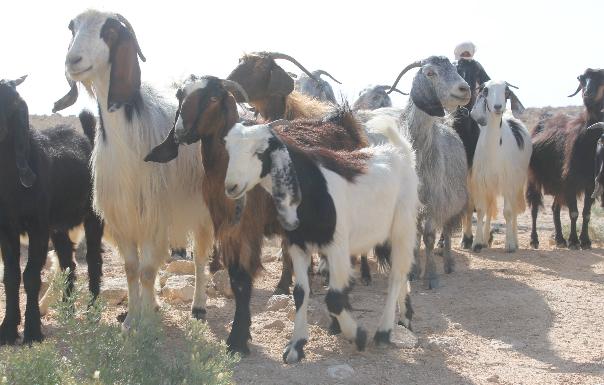 יציאה למרעה. צילום: אפי פרי