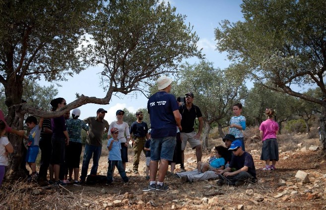 מסיק זיתיםם  פסטיבל ימי ענף הזית. צילום : השומר החדש 