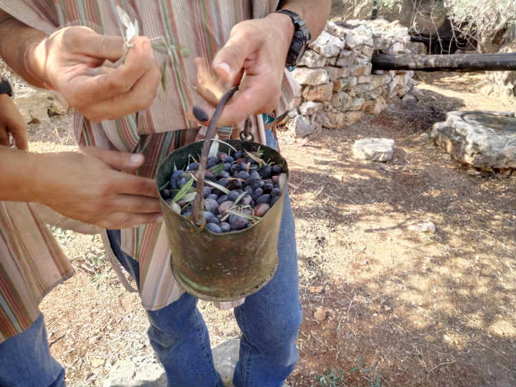 OLIVES-HARVEST