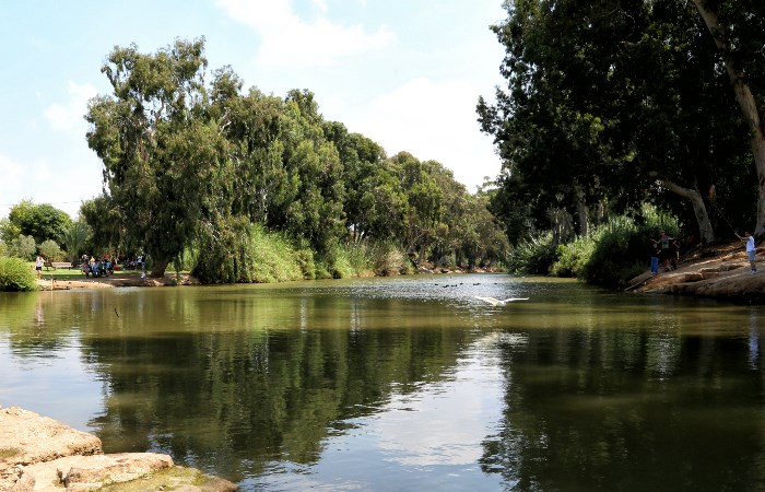 חיפושיות בירקון. צילום: רשות הטבע והגנים.