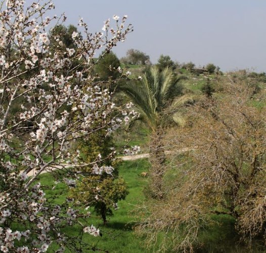 טו בשבט בנאות קדומים צילום רועי קן-תור.