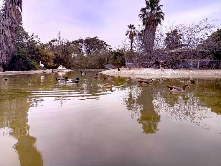 DUCK_POND