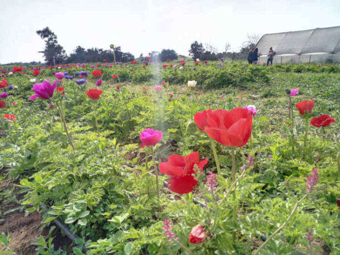 קטיף עצמי קיבוץ שפיים, קטיף כלניות קיבוץ שפיים