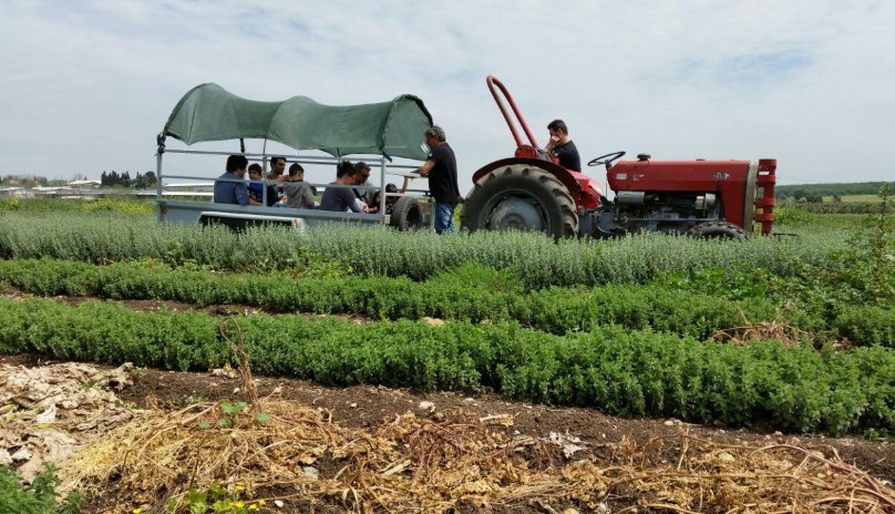 חגיגת פסח בפסטיבל הזעתר בחוות דרך התבלינים בבית לחם הגלילית. צילום הדס ניצן.