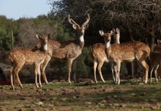 אטרקציות לפסח בחינם, יער האיילים צילום: סיון פרג’