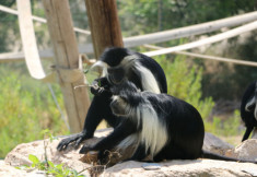 monkey-park1-535×357