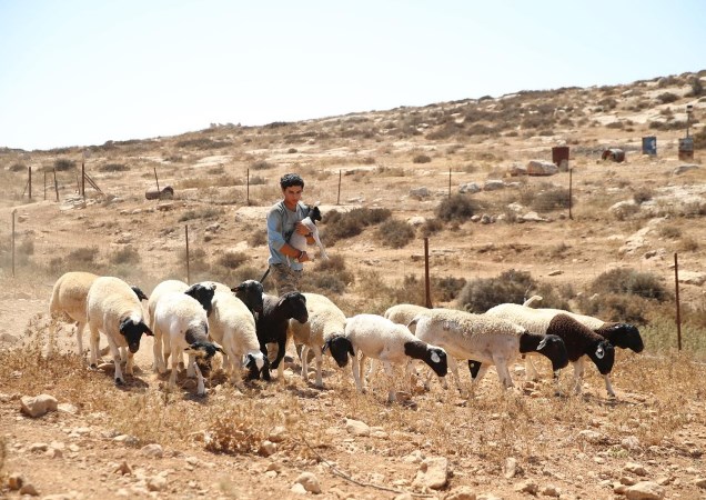 רעיית צאן בחוות הר סיני - צילום אשריאל דרי