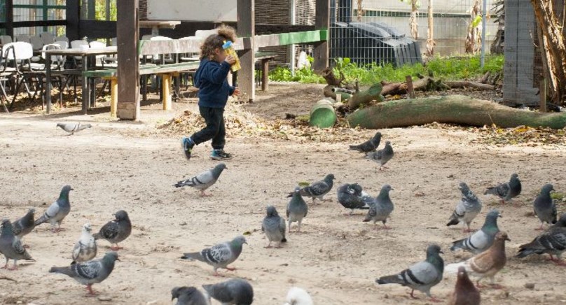 פעילות לילדים בשבת וקטיף חמניות בחווה בתל אביב 