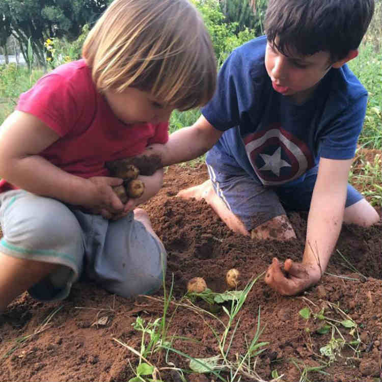 פעילות לילדים בשבתות בגינת אוכל- שתילות וזריעות