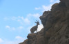 ARUGOT-SMALL_IBEX