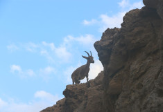 ARUGOT-SMALL_IBEX