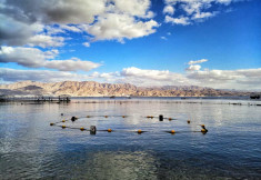 eilat-dolfin-reef