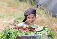 משתלת הראה