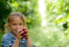 cherry festival