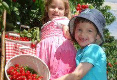 פסטיבל דובדבנים cherry