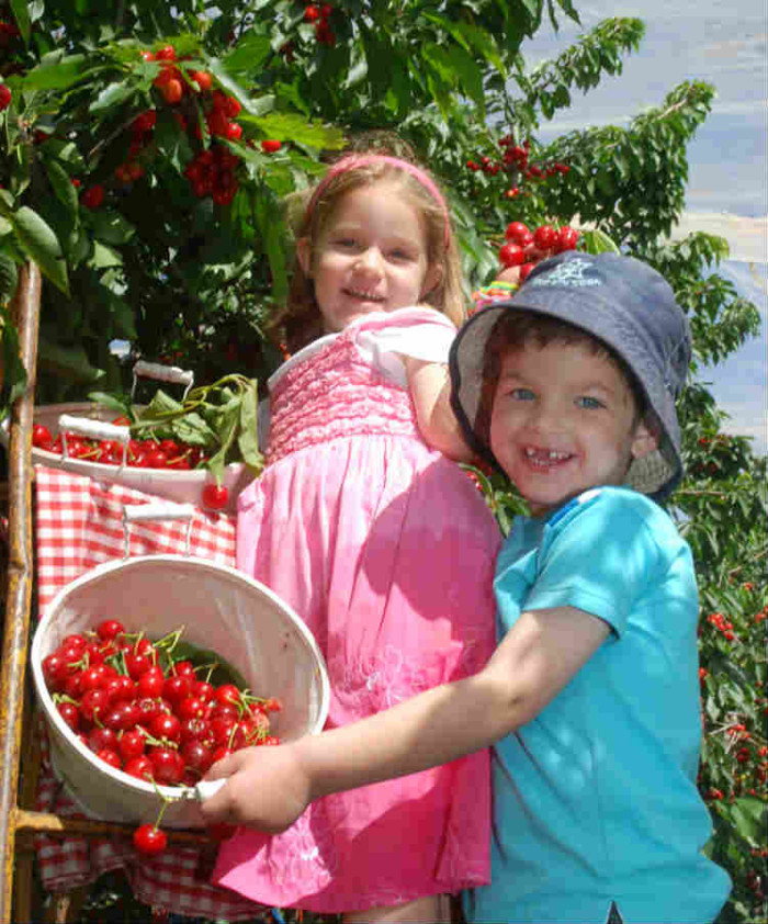 פסטיבל דובדבנים cherry