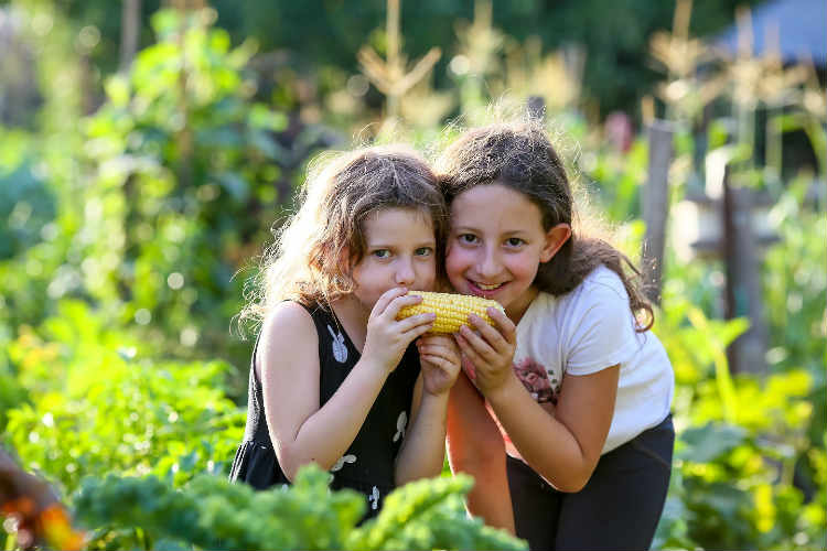 מבוך התירס