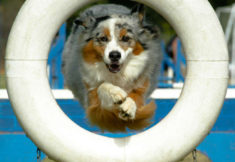 dog תערוכת הכלבים