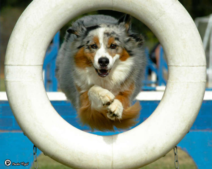dog תערוכת הכלבים