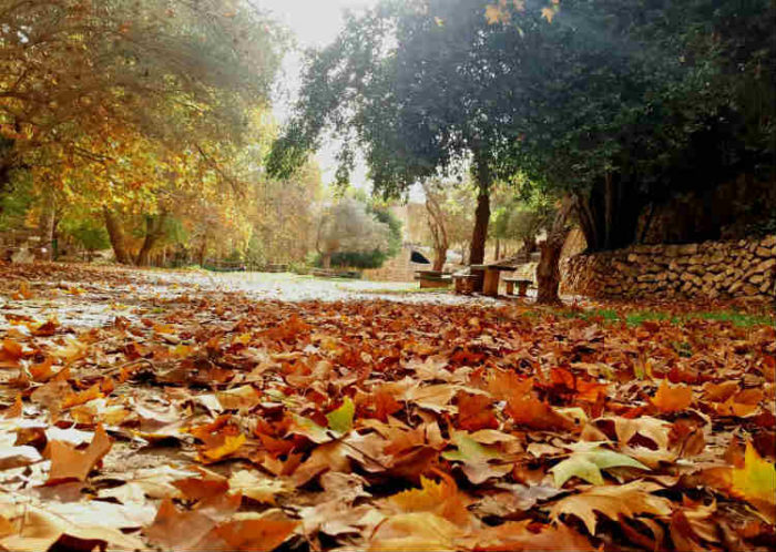 עין חמד לאן מטיילים בבחירות עם הילדים? טיול שלכת במרכז, גן לאומי עין חמד