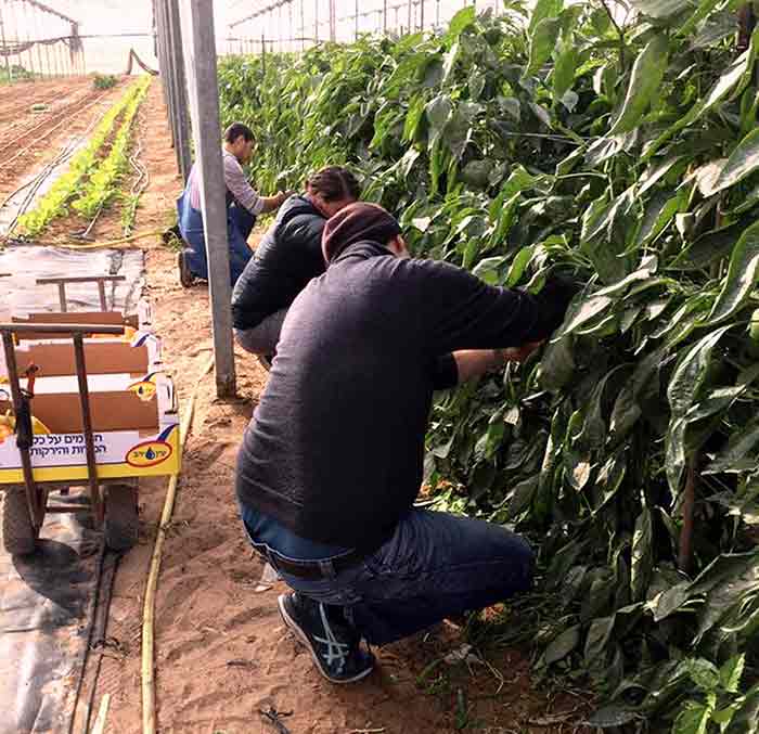 חוות בין השיטים בערבה, חוות בין השיטין בערבה