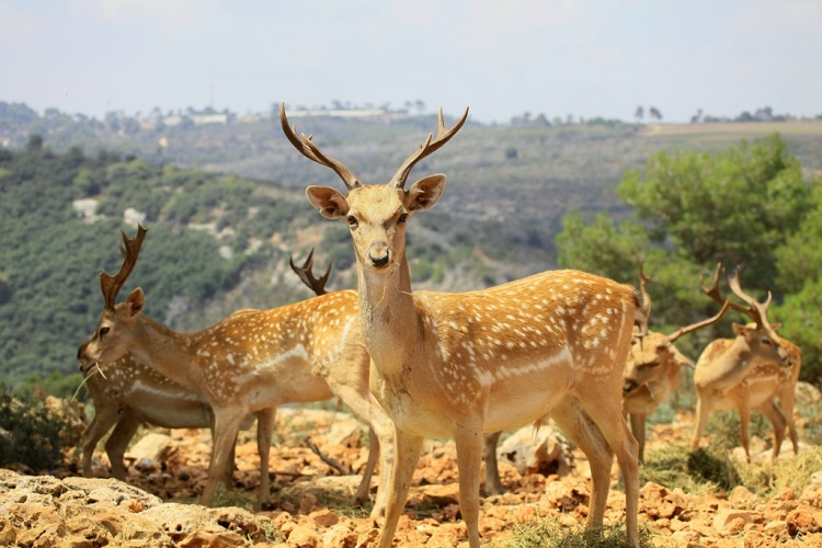 טיול בחנוכה בצפון