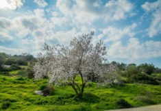 שקדיה בית גוברין