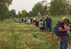 סיור פריחה גני יהושע