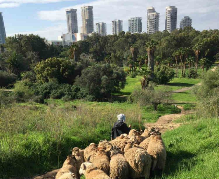 רעיית כבשים בגני יהושע