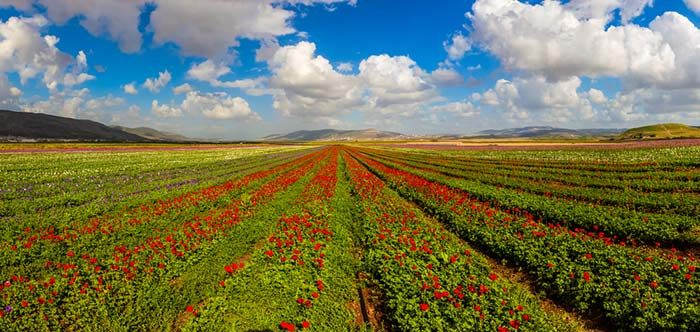 טיולי פריחה בפסח, טיולי פסח 2019