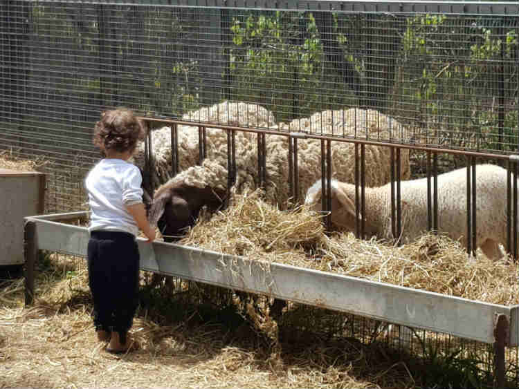 פעילויות לילדים בשבת בגינת אוכל