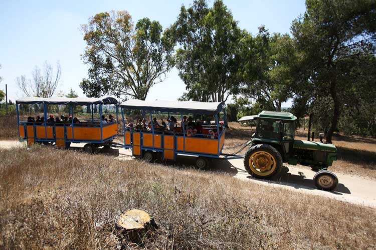 שבועות בקיבוץ