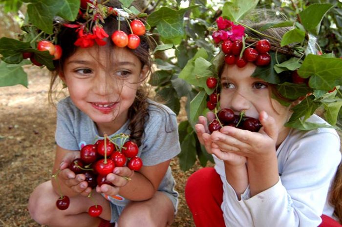 קטיף עצמי של דובדבנים, אטרקציות לילדים בצפון