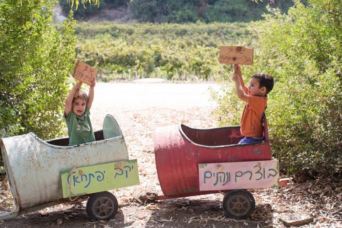 בציר ענבים בלילה ביקב יפתחאל