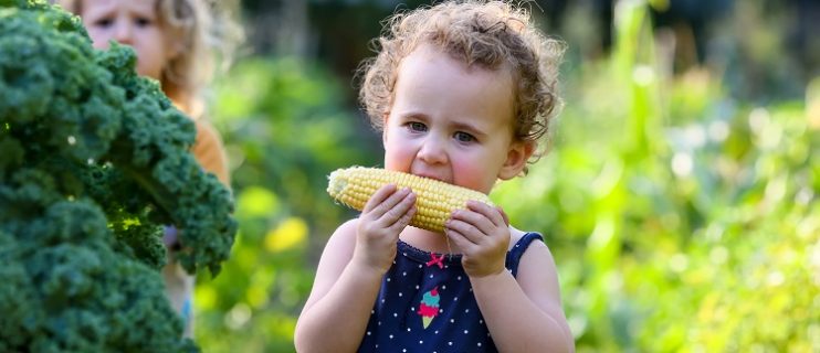 קטיף תירס בהוד השרון