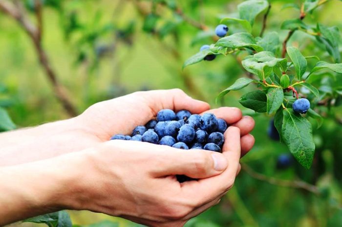 אוכמניות- תיירות עין זיוון קטיף אוכמניות בעמק הבוסתנים