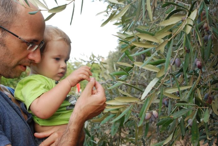 מסיק זיתים לכל המשפחה