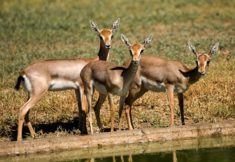 צבי ארצישראלי בגן הזואולוגי_צילום אייל ברטוב