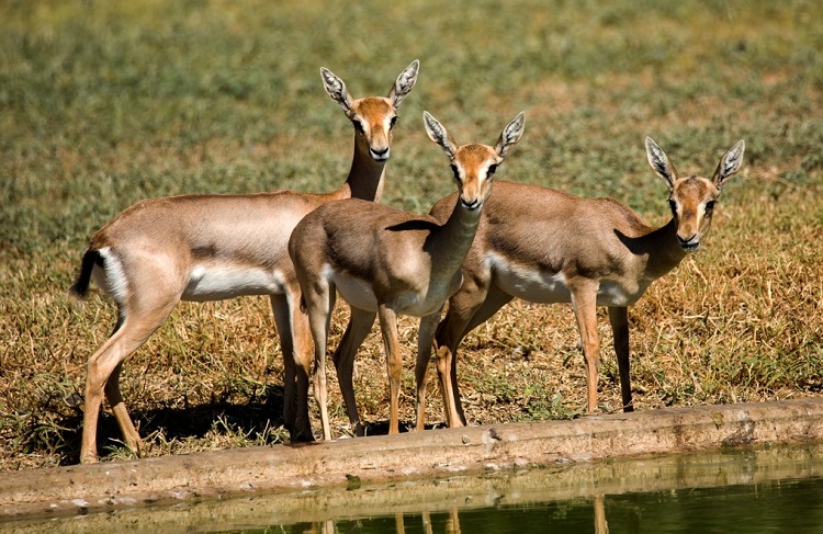 צבי ארצישראלי בגן הזואולוגי_צילום אייל ברטוב