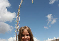 פריחת החצבים