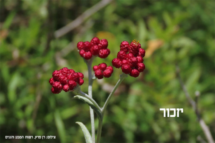 יום הזכרון לחללי מערכות ישראל