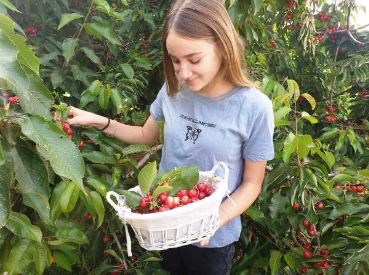 דבדבן ביער חבל יתיר