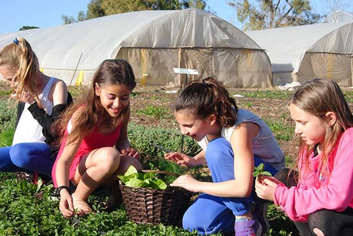 קטיף עצמי בשבועות בקטופותי, מקומות לשבועות, טקס הבאת ביכורים